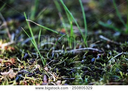 View Of A Young Green Grass With Moss, Background