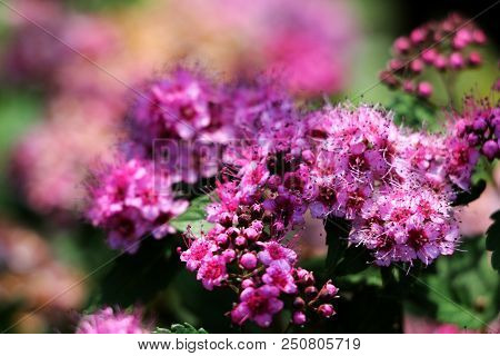 Pink Flowers Of Spiraea Japonica Meadowsweet . Background