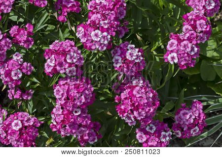 Sweet William Or Dianthus Barbatus Flower Is A Flowering Plant In The Garden, District Drujba, Sofia
