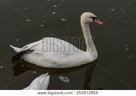 White Swan Floating In A City Pond. Single Large White Swan Floating On The Clear Water