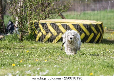Portrait Of A Bichon Dog Living In Belgium