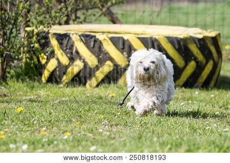Portrait Of A Bichon Dog Living In Belgium