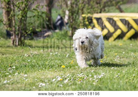 Portrait Of A Bichon Dog Living In Belgium
