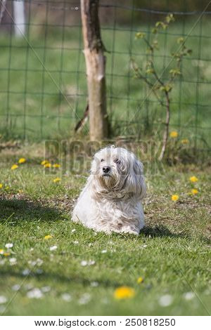 Portrait Of A Bichon Dog Living In Belgium