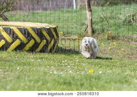 Portrait Of A Bichon Dog Living In Belgium