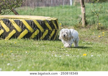 Portrait Of A Bichon Dog Living In Belgium