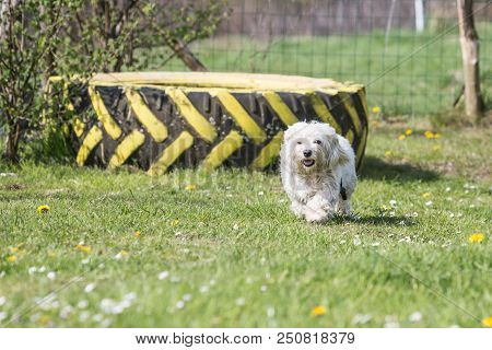 Portrait Of A Bichon Dog Living In Belgium