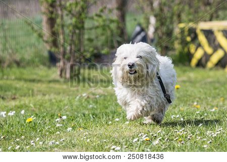 Portrait Of A Bichon Dog Living In Belgium