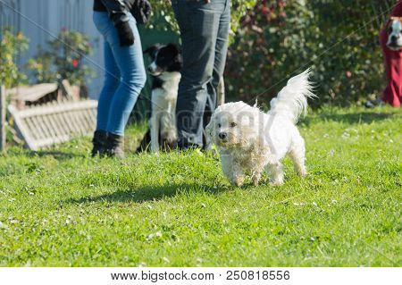 Portrait Of A Bichon Dog Living In Belgium