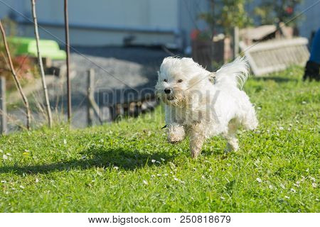 Portrait Of A Bichon Dog Living In Belgium