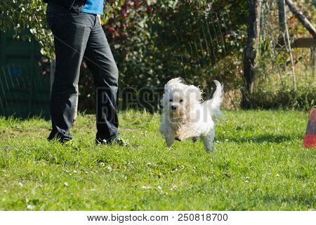 Portrait Of A Bichon Dog Living In Belgium