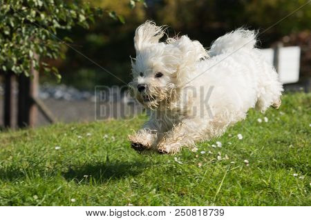 Portrait Of A Bichon Dog Living In Belgium