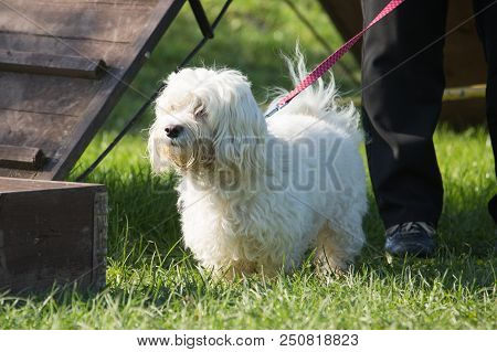 Portrait Of A Bichon Dog Living In Belgium