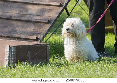 Portrait Of A Bichon Dog Living In Belgium