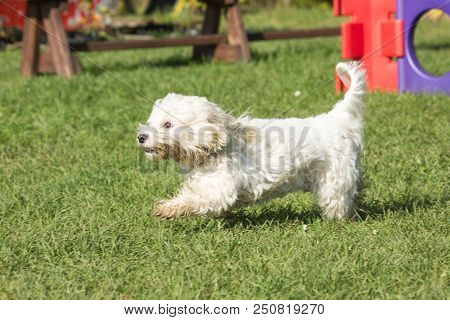 Portrait Of A Bichon Dog Living In Belgium
