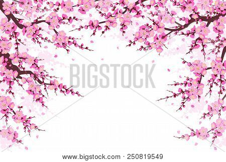 Spring Background With Flowering Tree Branches, Pink Flowers And Flying Petals On White. Border Made