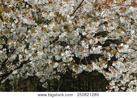 Great White Cherry In Flower