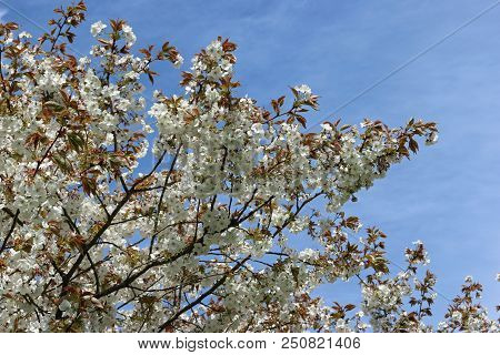 Great White Cherry In Flower
