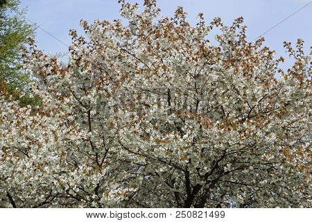 Great White Cherry In Flower