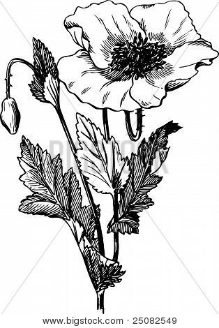 Gren af Papaver rhoeas