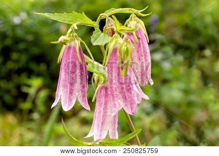 Light Pink Korean Bellflower In St. Gallen, Switzerland. Its Latin Name Is Campanula Takesimana, Nat