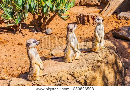 Charming mongoose Surikata Surikatta. Live underground in the deserts. The concept of ecological and phototourism