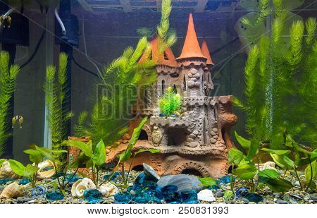 Newly Populated Fresh Aquarium With Planted Algae, No Fish