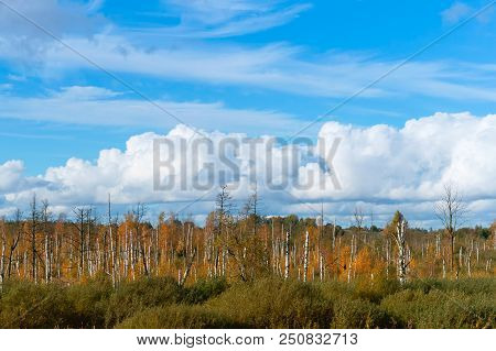 Withered Tree Trunks In The Swamp, Beautiful Marshland