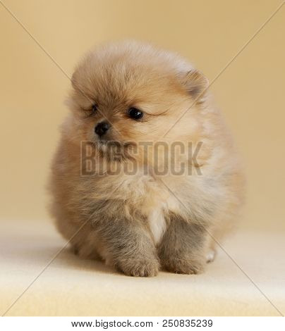 Pomeranian Puppy Dog Portrait In Studio With Light Beige Background