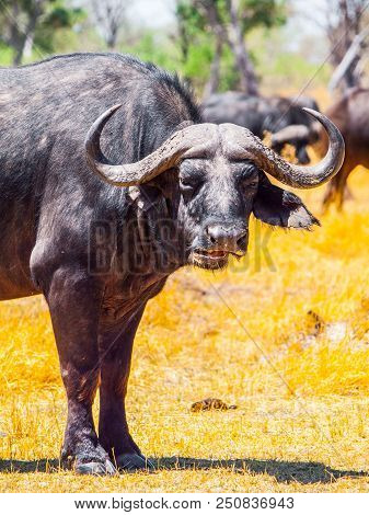 Close-up Portrait Of African Cape Buffalo, Syncerus Caffer, Moremi Game Reserve, Okavango Region, Bo