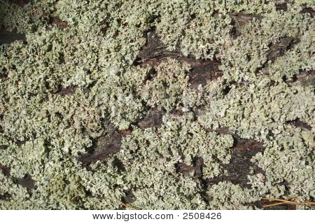 Moss (Anophyte) på Bark Pine.
