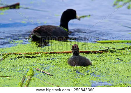 An American Coot And Chick Swimming In Water Covered In Duck Weed.