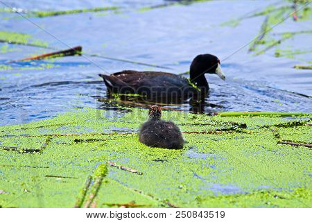 An American Coot And Chick Swimming In Water Covered In Duck Weed.