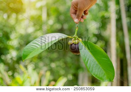 The Hand Of A Man Holding A Single Mangosteen Isolated On A Black Background. Mangosteen On The Hand