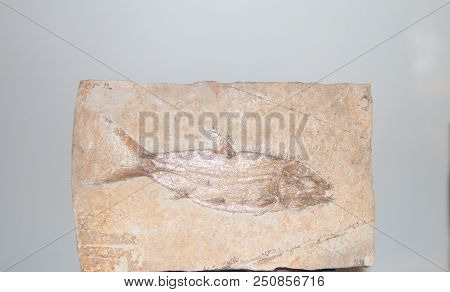 Fossilized Imprint Of A Prehistoric Fish Encased In Stone.