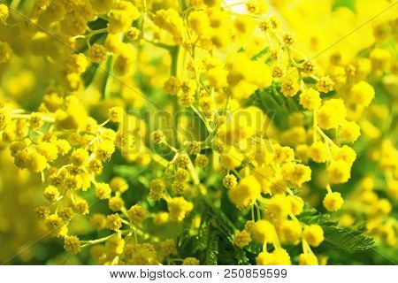 Branches Of Flowering Mimosa Or Acacia Dealbata
