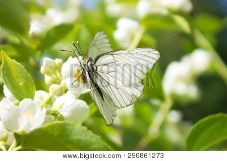 Mating Of Two White Butterflies Aporia Crataegi