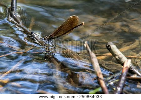 Dragonfly Stand On Small Branch On Water