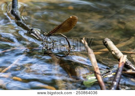 Dragonfly Lay Eggs Under Water, Close Up Photo