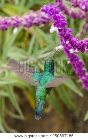 Hummingbird(trochilidae)flying Gems  Costarica South America Peru Panama