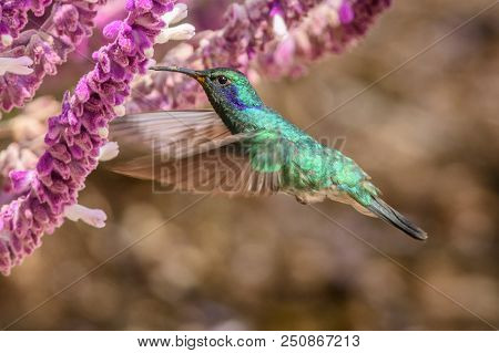Hummingbird(trochilidae)flying Gems  Costarica South America Peru Panama