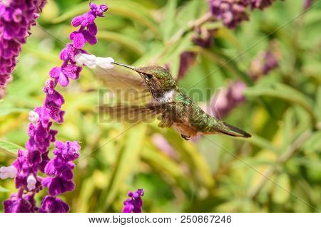 Hummingbird(trochilidae)flying Gems  Costarica South America Peru Panama