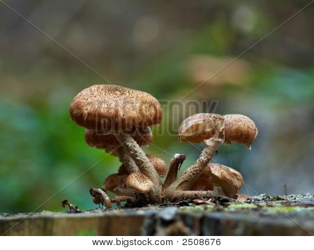 Bootlace Pilz