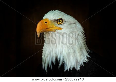 Portrait Bald Eagle Haliaeetus Leucocephalus On The Black Background. Photo From Animal Life.