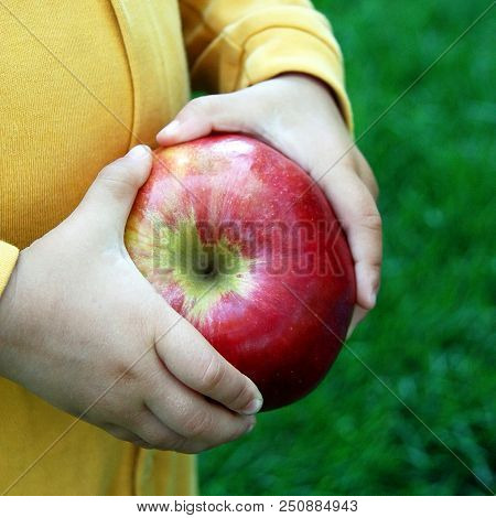 Childs Hands With Big Freshly Harvested Apple.