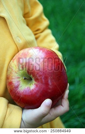 Childs Hands With Big Freshly Harvested Apple.