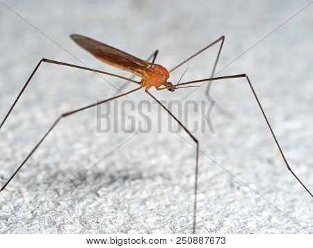 Macro Photography Of Orange Crane Fly On White Floor, Selective Focus On Head