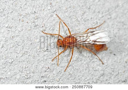 Macro Photography Of Orange Insect With Three Ocelli Standing On A White Floor
