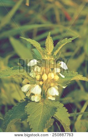 Beautiful Flower Of Dead-nettle Or Sleuth. Beautiful Nature Scene With Blooming Medical Flower. Alte