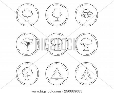 Pine Tree, Maple And Oak Icons. Christmas Trees Linear Signs. Forest Trees Flat Line Icons. Linear C